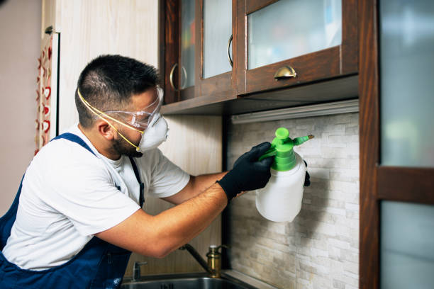 Best Termite Control Services  in Lake Hiawatha, NJ