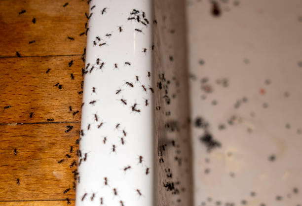 Best Rat Extermination Near Me  in Lake Hiawatha, NJ