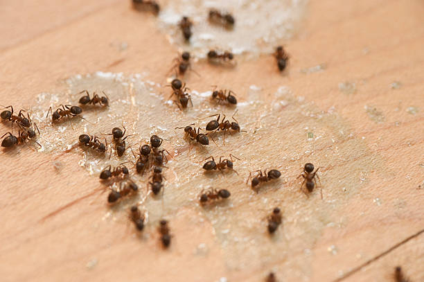 Insect Control in Lake Hiawatha, NJ