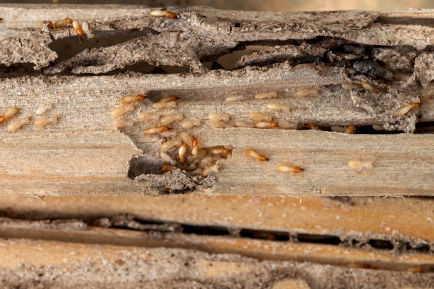 Best Affordable Pest Control Services  in Lake Hiawatha, NJ